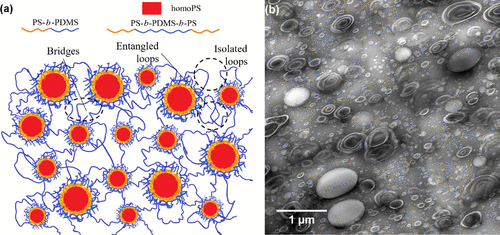 Published Work – Liyang Shen: ACS Applied Polymer Materials
