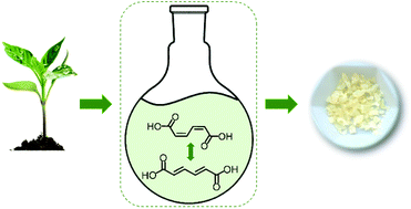Carter, Prerana; Rao; Forrester, Michael J.; Pfennig, Toni ; Shanks, Brent; Cochran, Eric W.; Tessonnier, Jean-Phillippe. “Solvent-driven isomerization of cis,cis-muconic acid for the production of specialty and performance-advantaged cyclic biobased monomers”. Green Chemistry, 22, 6444 September 2020